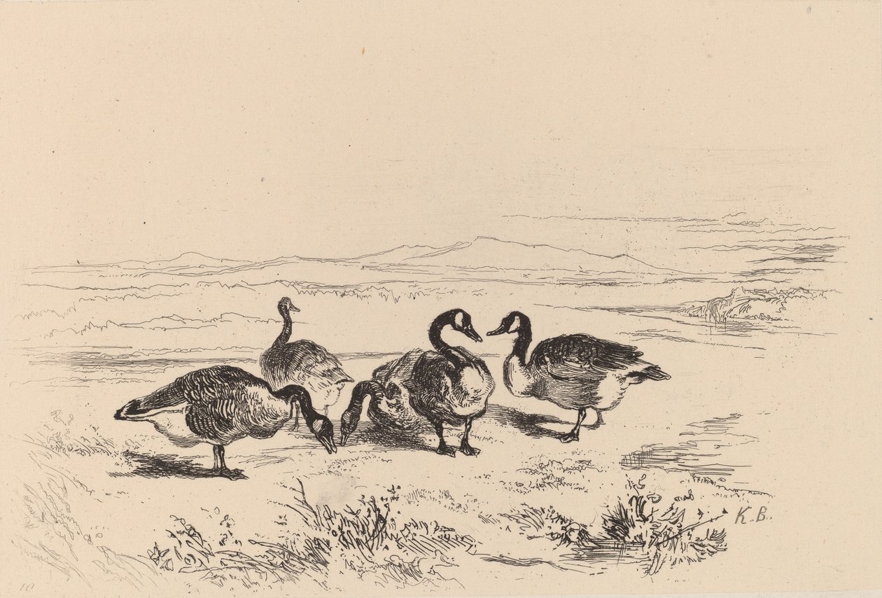 Oies bernacles. de Karl Bodmer