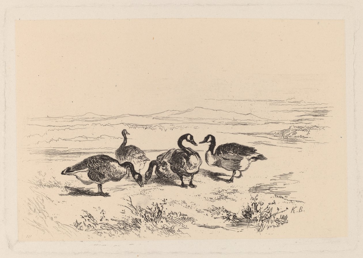 Oies bernáculos de Karl Bodmer