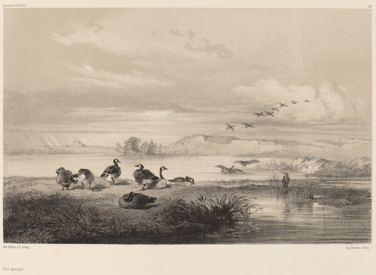 Ganso selvagem. de Karl Bodmer