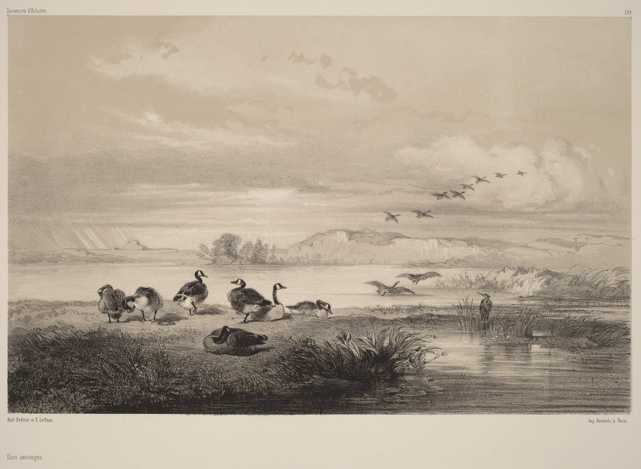 Gansos selvagens de Karl Bodmer