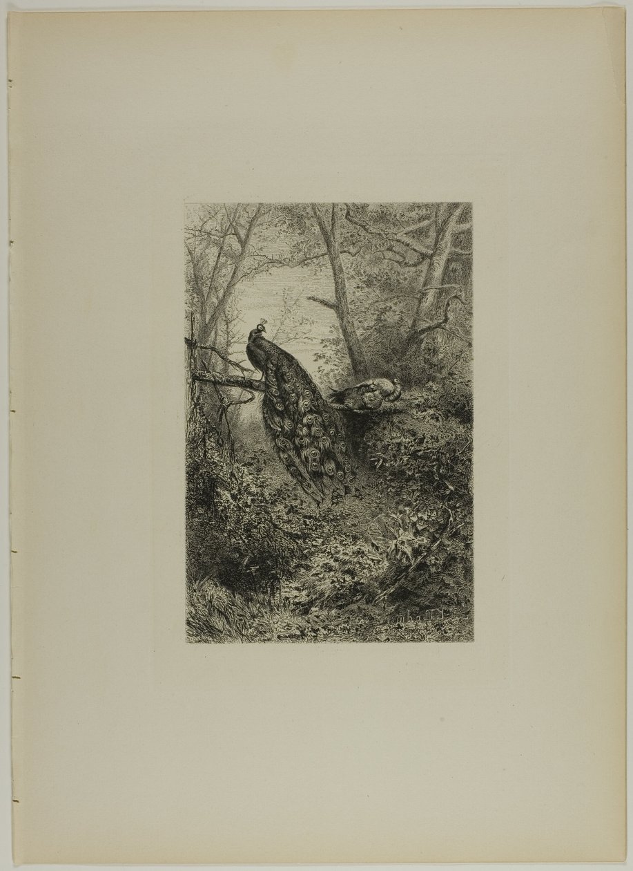 Pavões em um galho de Karl Bodmer