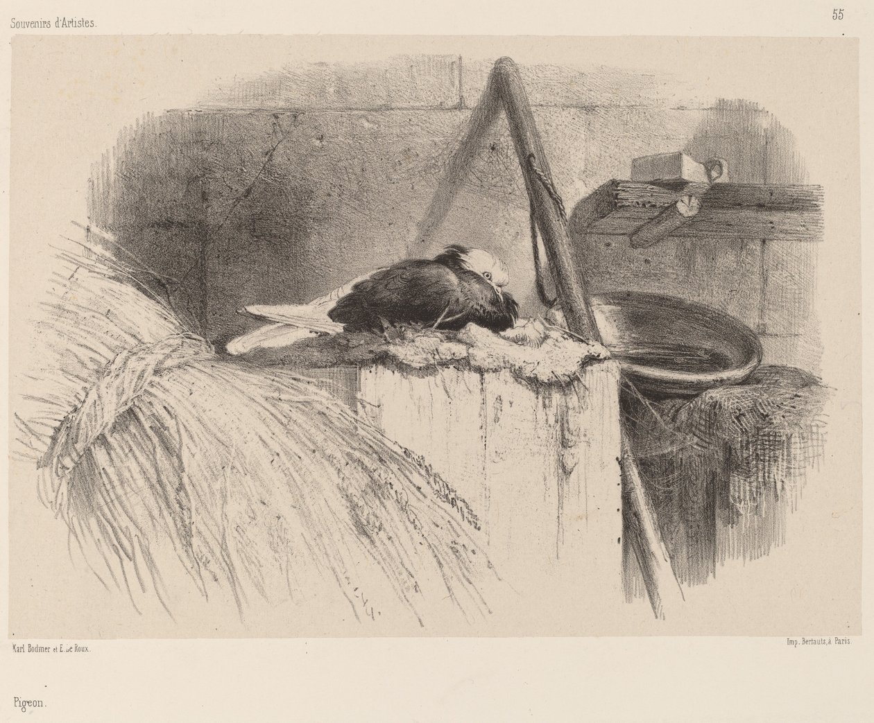 Pomba de Karl Bodmer