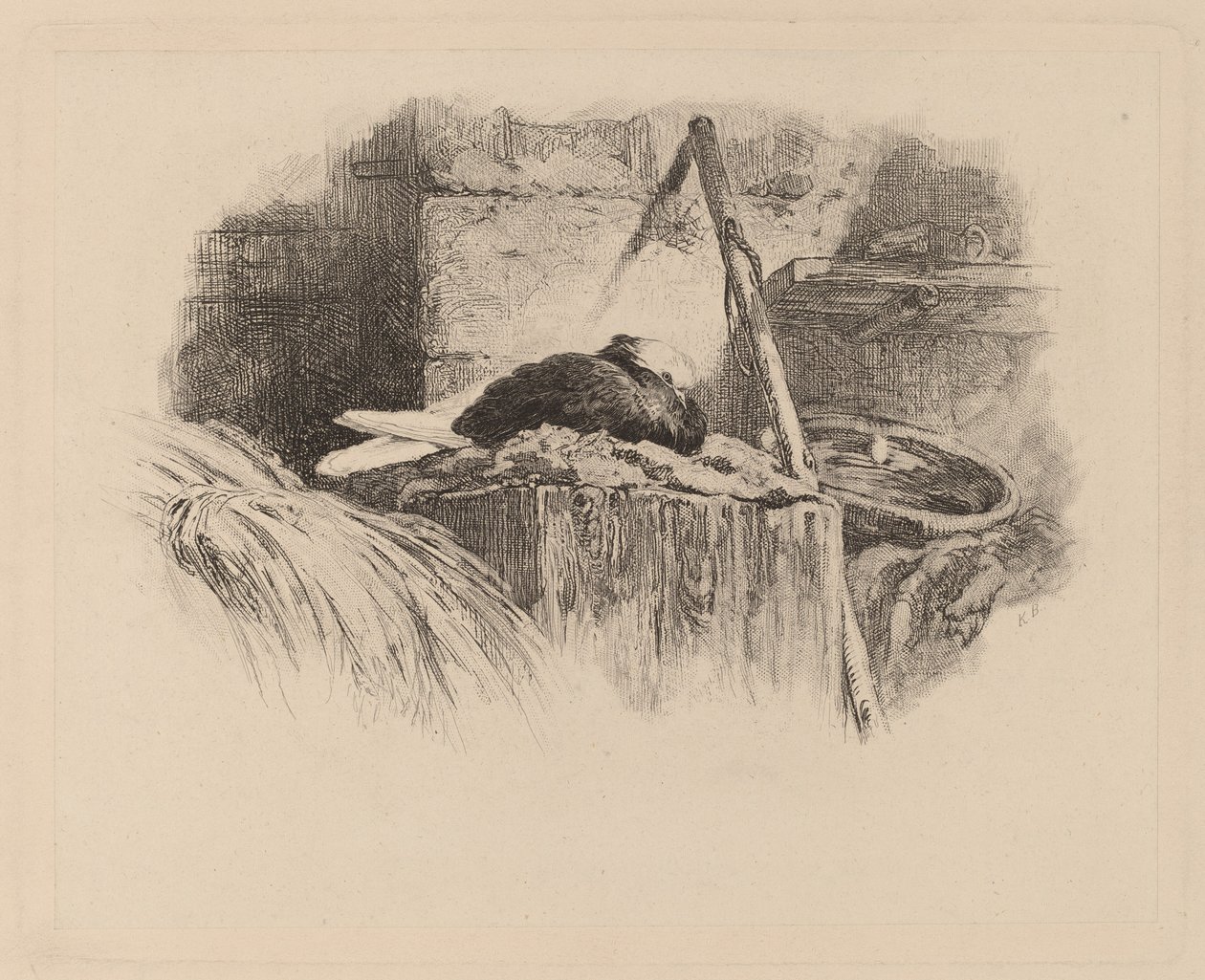 pombo em um ninho de Karl Bodmer