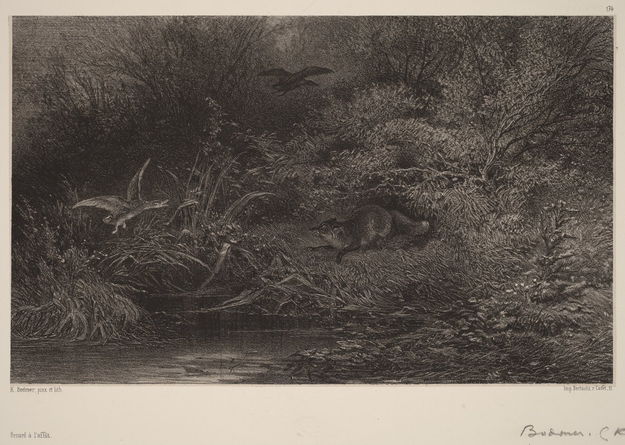 Raposa à espreita de Karl Bodmer