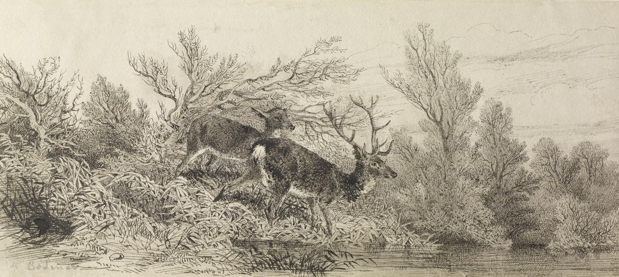Veado no bosque de Karl Bodmer