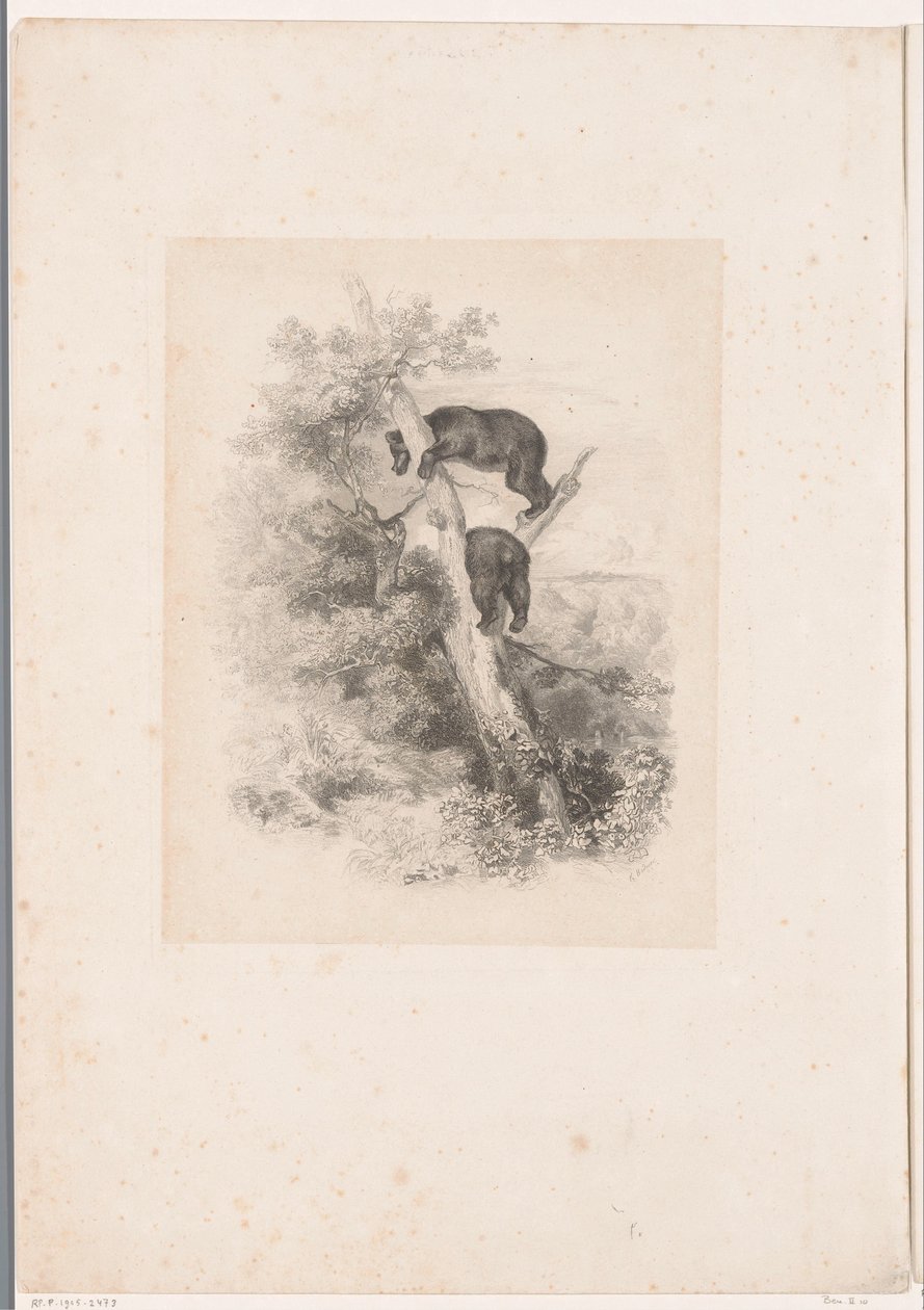 Dois ursos numa árvore
Paisagens com animais (título da série) de Karl Bodmer