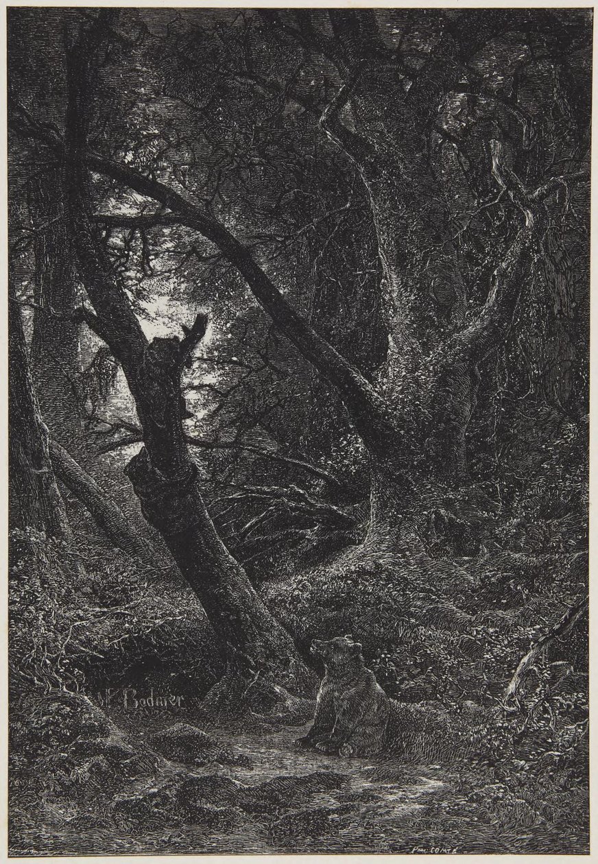 Dois ursos na floresta de Karl Bodmer