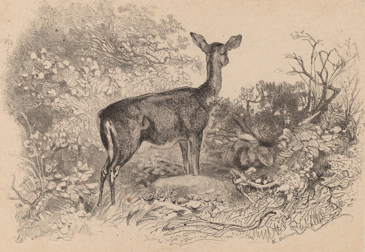 Uma corça. de Karl Bodmer