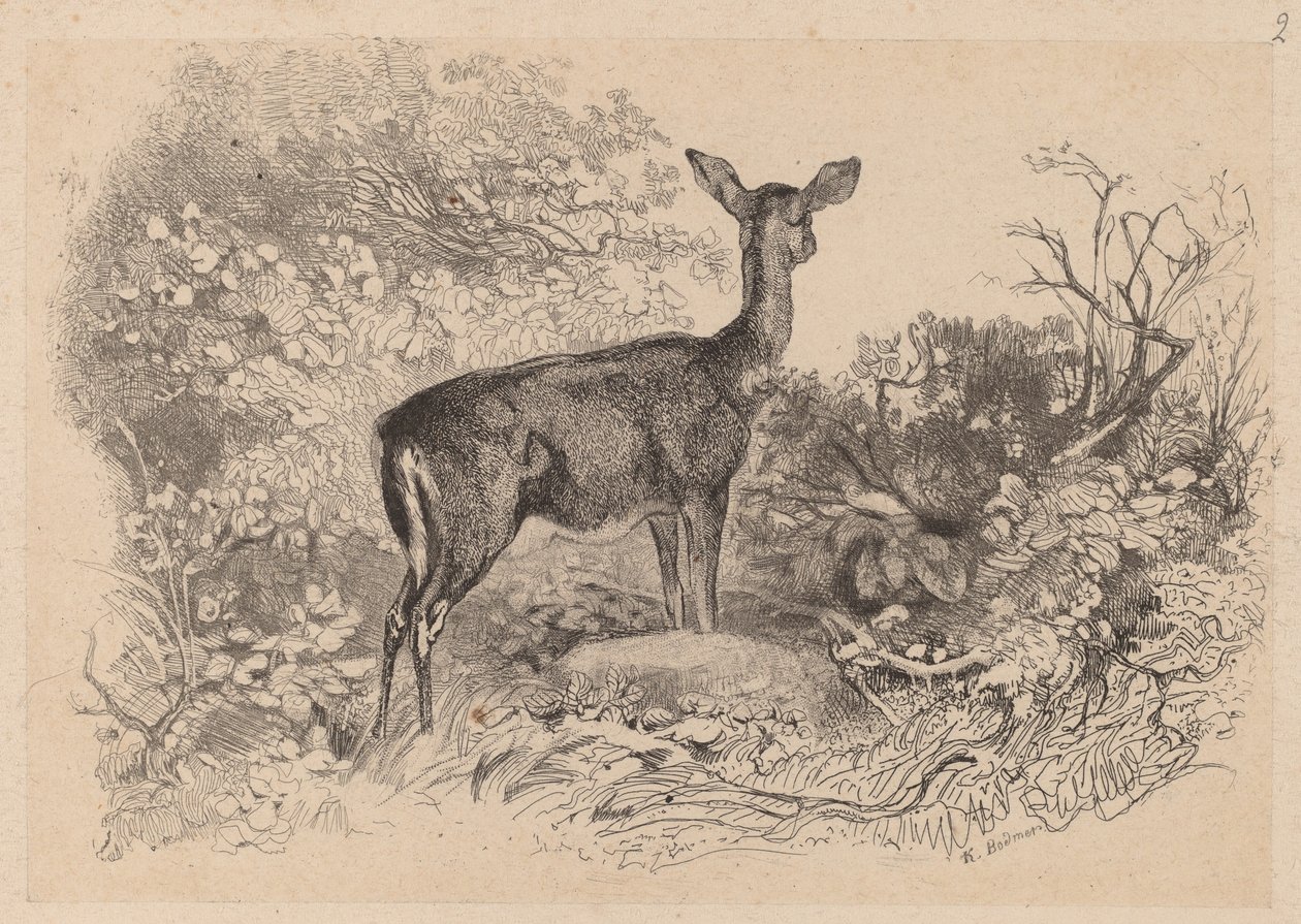 Une biche de Karl Bodmer