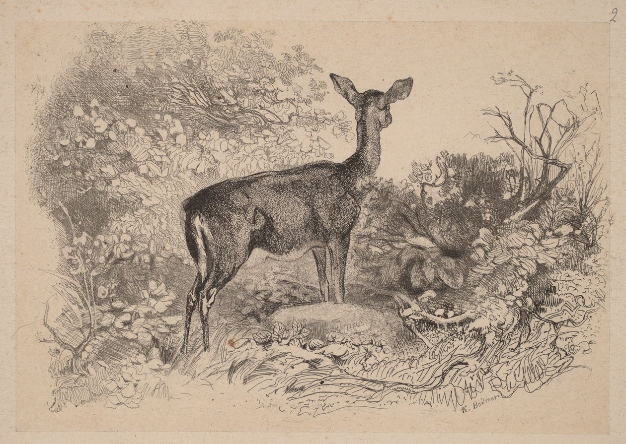 Uma corça de Karl Bodmer