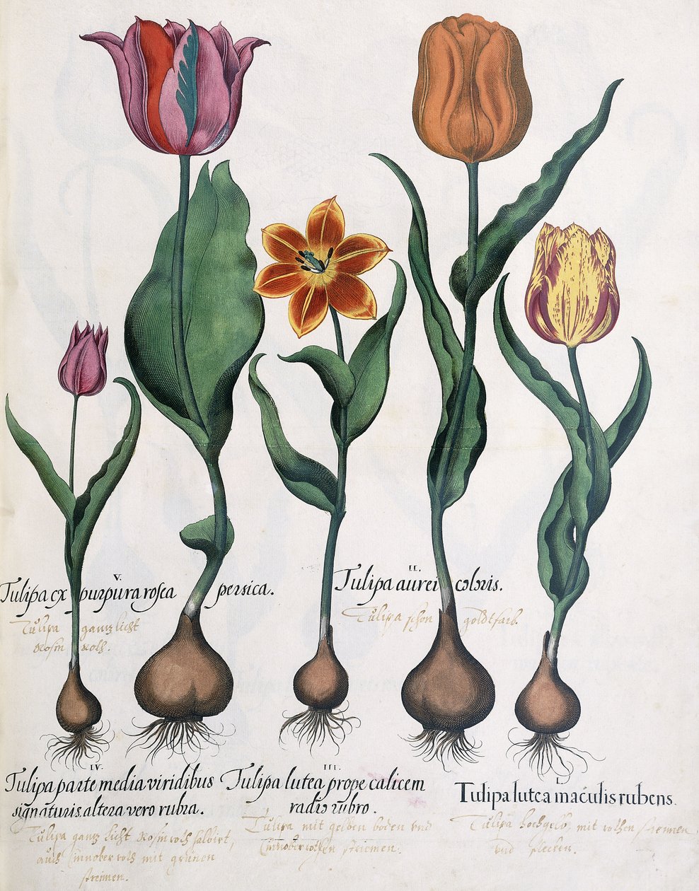 Tipos de tulipas, 1613 de Karl Christian Wilhelm Baron