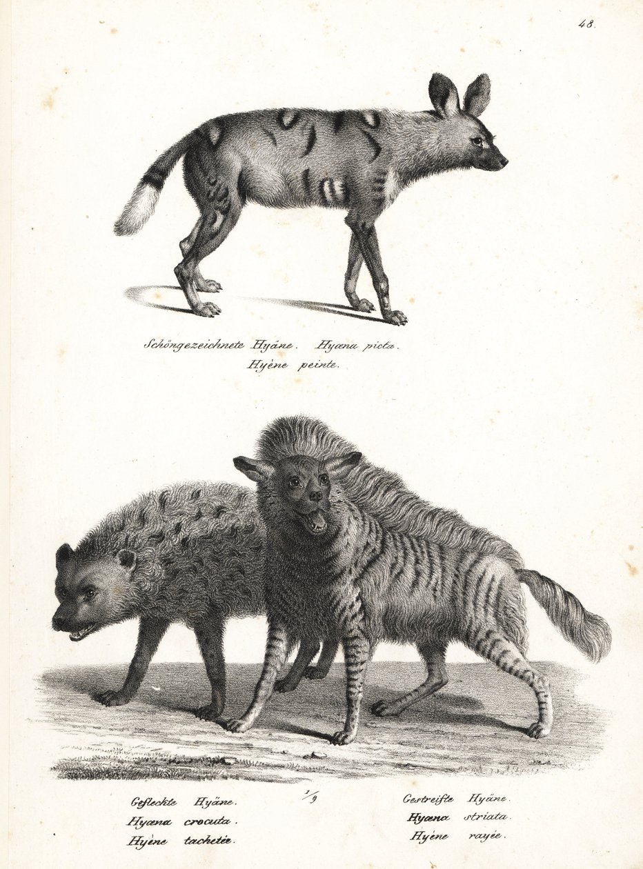 Cão selvagem africano, Lycaon pictus, em perigo de extinção, hiena manchada, Crocuta crocuta, e hiena listrada, Hyaena hyaena. Litografia de Karl Joseph Brodtmann de Heinrich Rudolf Schinz
