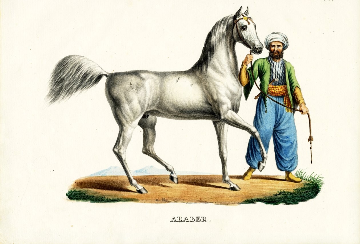 Cavalo árabe, 1824 de Karl Joseph Brodtmann