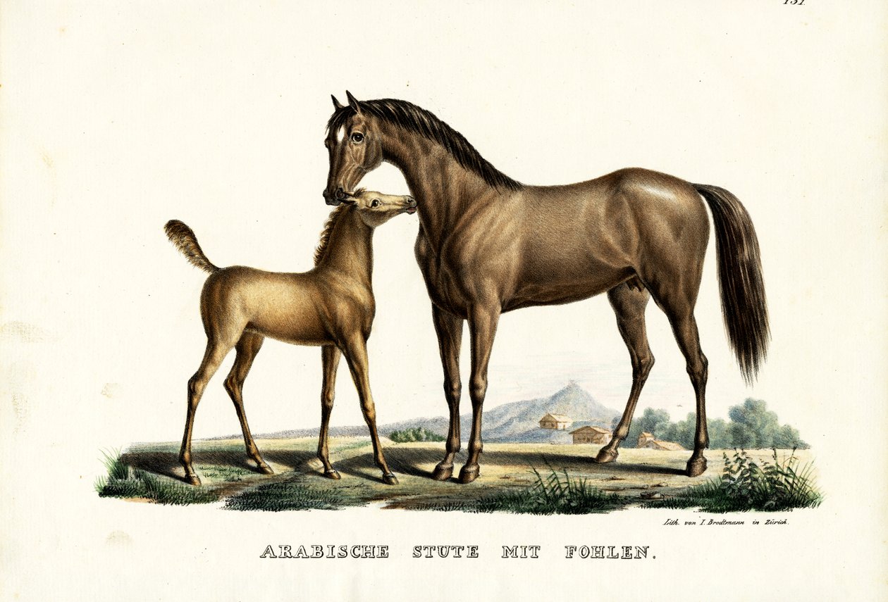 Cavalo árabe com aves, 1824 de Karl Joseph Brodtmann
