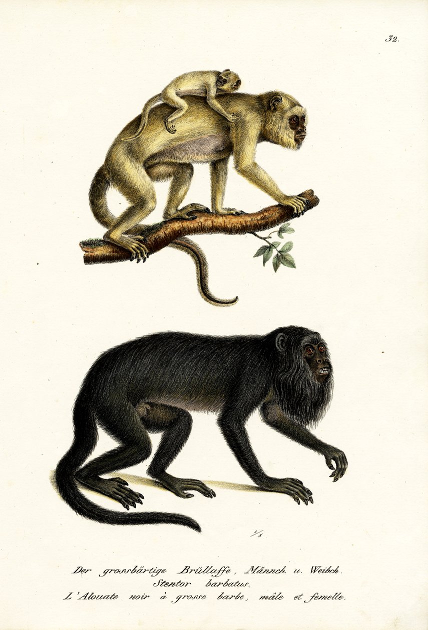 Macacos-Uivadores Pretos, 1824 de Karl Joseph Brodtmann