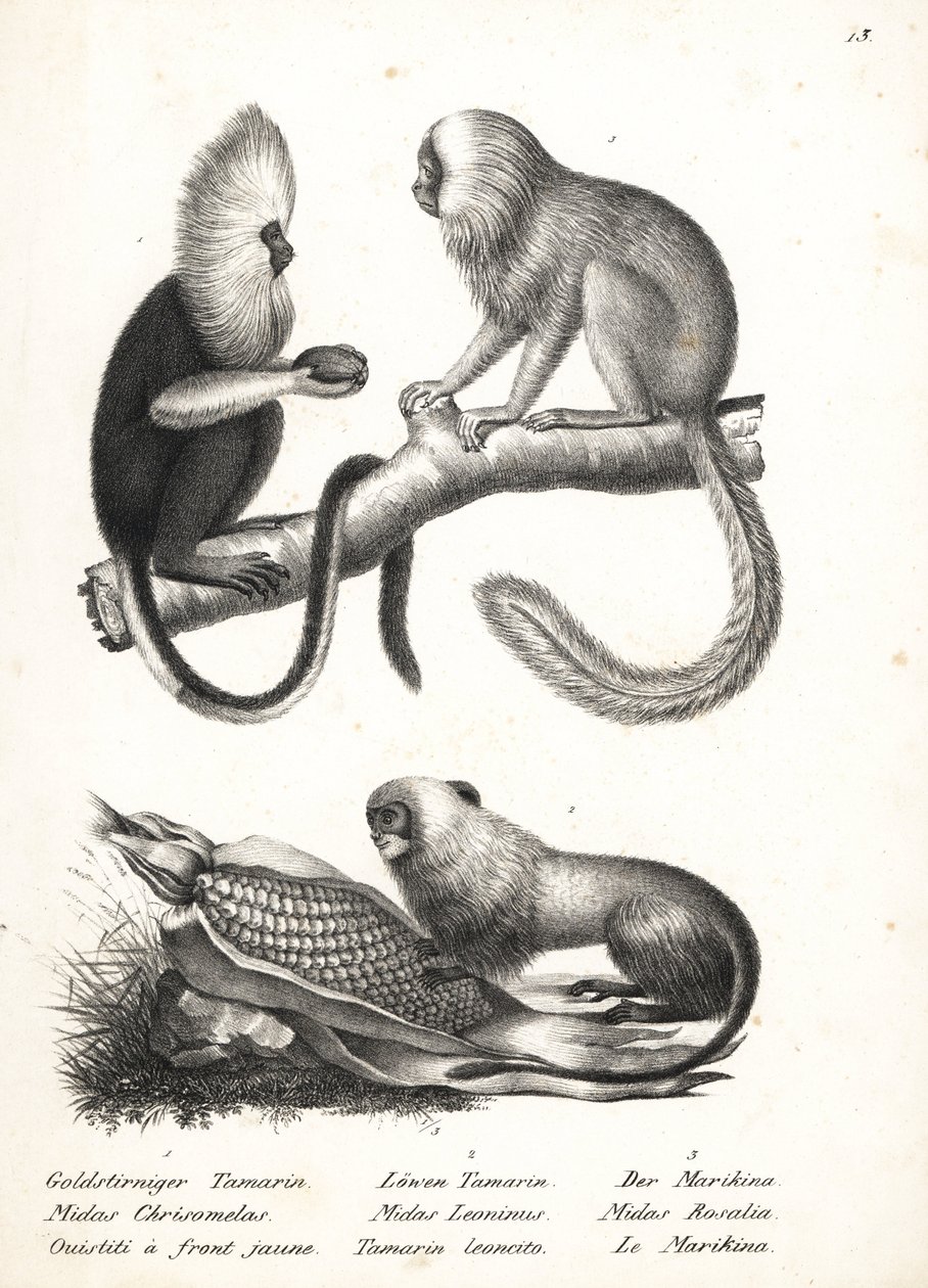 Mico de cabeça de búfalo, Callithrix flaviceps (em perigo) 1, e tamarin de leão dourado, Leontopithecus rosalia (em perigo) 2,3. Litografia de Karl Joseph Brodtmann de Heinrich Rudolf Schinz