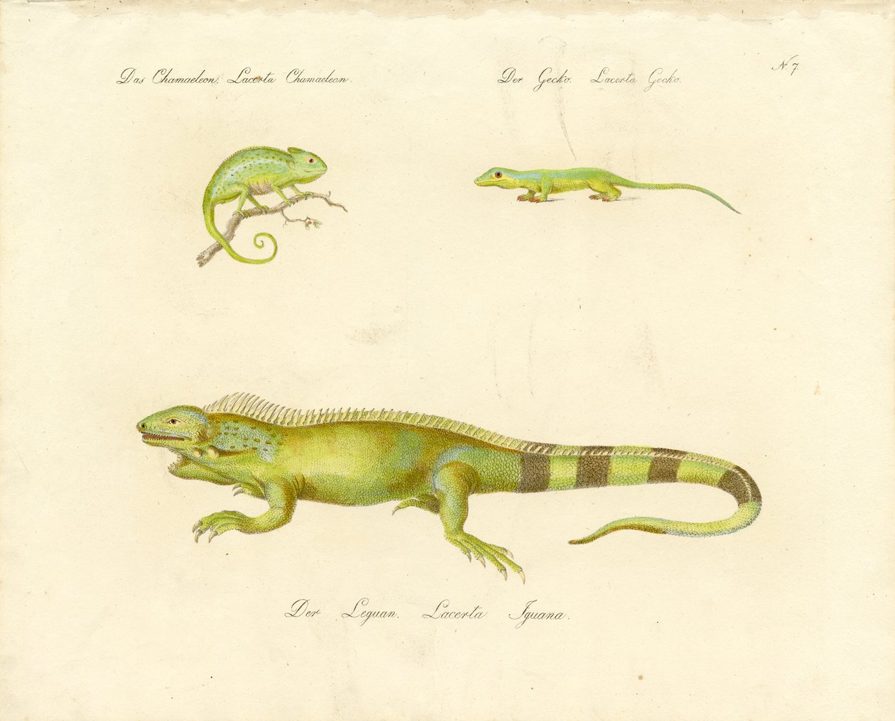 Camaleão, osga e iguana (impressão) de Karl Joseph Brodtmann