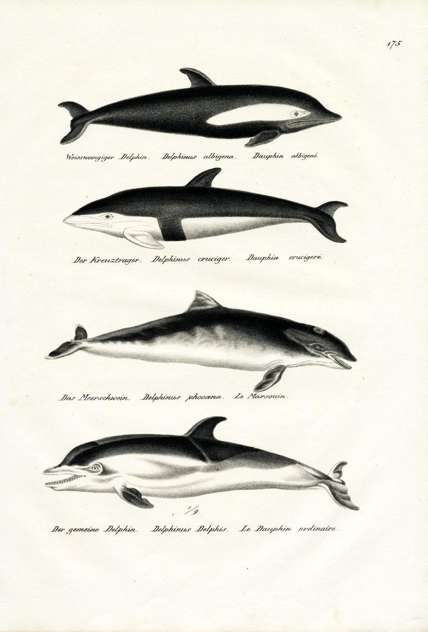 Diferentes tipos de golfinhos, 1824 de Karl Joseph Brodtmann