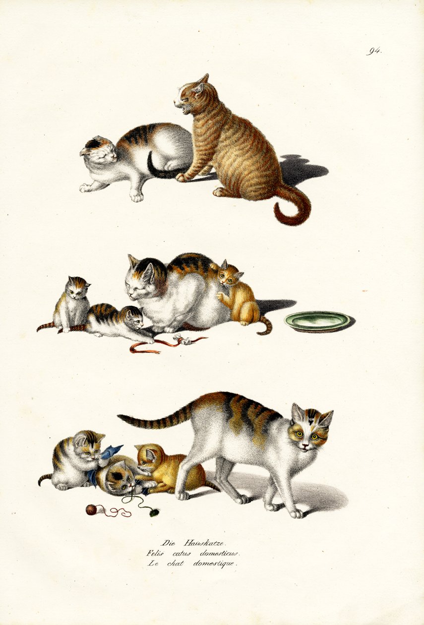 Gatos Domésticos, 1824 de Karl Joseph Brodtmann