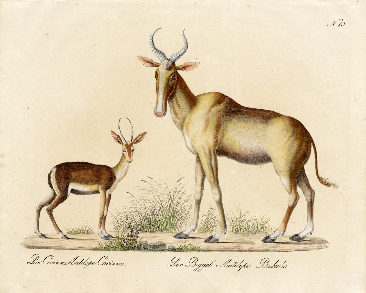 Dorcas Gazelle e Nilgai (impressão) de Karl Joseph Brodtmann