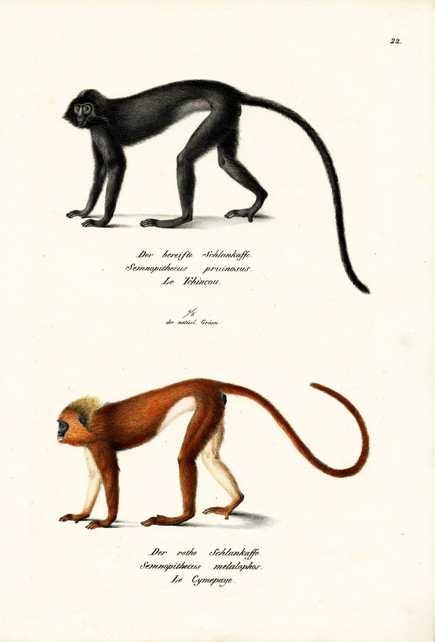 Hanuman Langur, 1824 de Karl Joseph Brodtmann