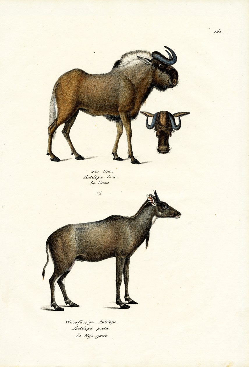 Hartebeest, 1824 de Karl Joseph Brodtmann