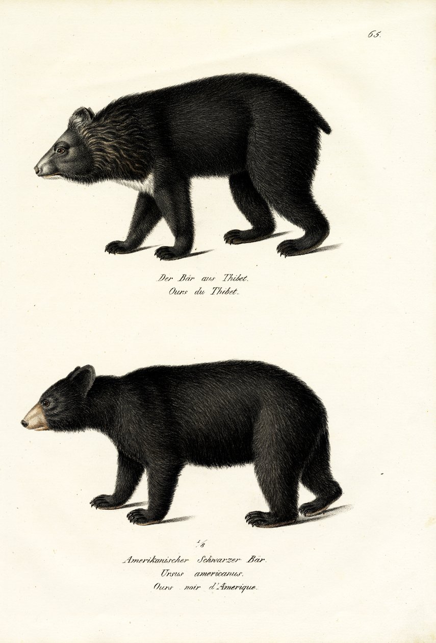 Urso-negro-do-himalaia, 1824 de Karl Joseph Brodtmann