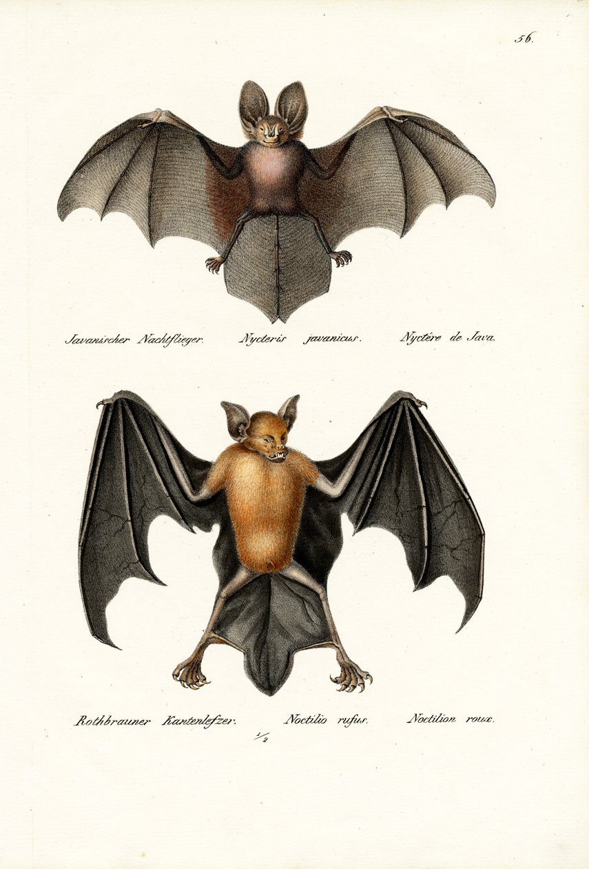 Morcego de Cara Vazia, 1824 de Karl Joseph Brodtmann
