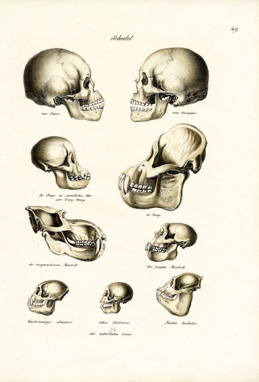 Crânios Humanos, 1824 de Karl Joseph Brodtmann