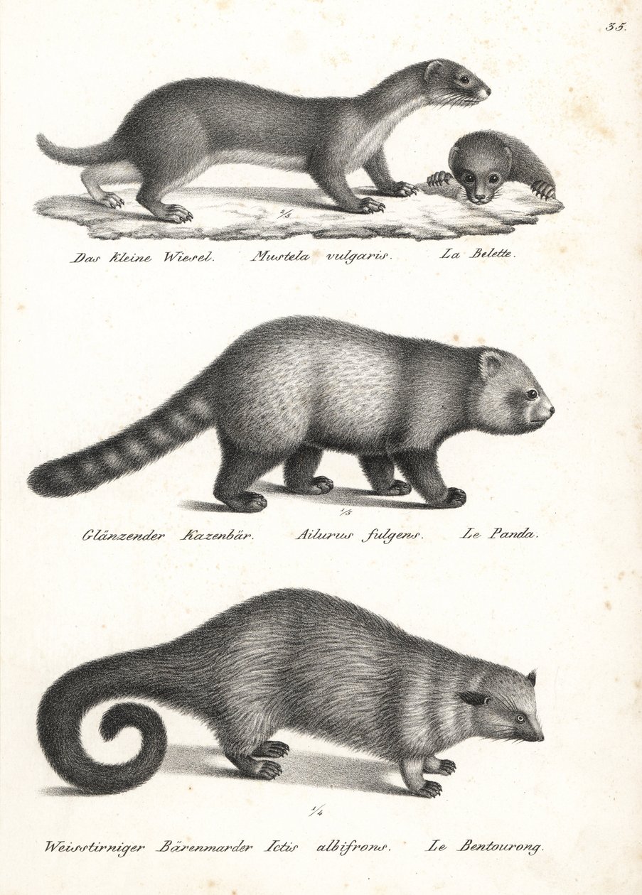 Menos doninha, Mustela nivalis 1, panda vermelho, Ailurus fulgens 2, vulnerável, e bearcat, Arctictis binturong 3, vulnerável. Litografia de Karl Joseph Brodtmann de Heinrich Rudolf Schinz