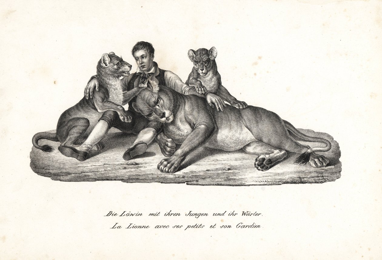 Lioness e crias com treinador, Panthera leo. Litografia de Karl Joseph Brodtmann de Heinrich Rudolf Schinz História Natural Ilustrada de Homens e Animais de Karl Joseph Brodtmann