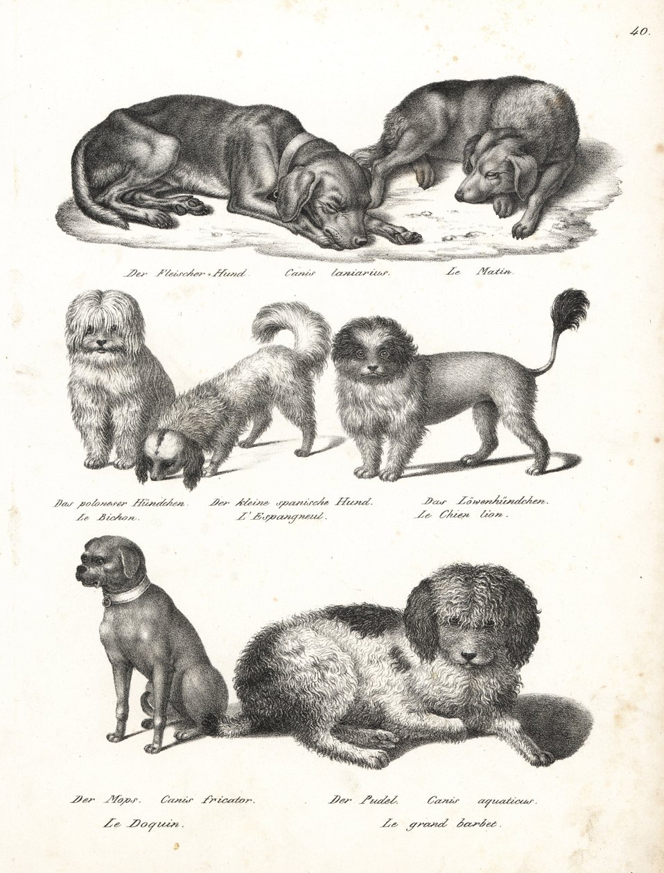 Lurcher or matin dog, Canis laniarius, Bichon, Spanish dog, Chow Chow, Pug dog, Canis fricator, e Poodle or water hunting dog, Canis aquaticus. Litografia de Karl Joseph Brodtmann de Heinrich Rudolf Schinz