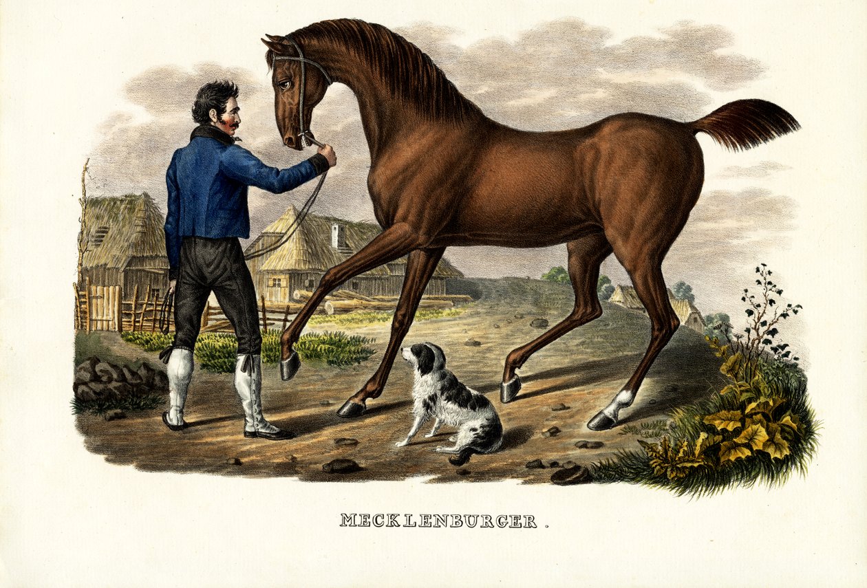 Cavalo Mecklenburg, 1824 de Karl Joseph Brodtmann