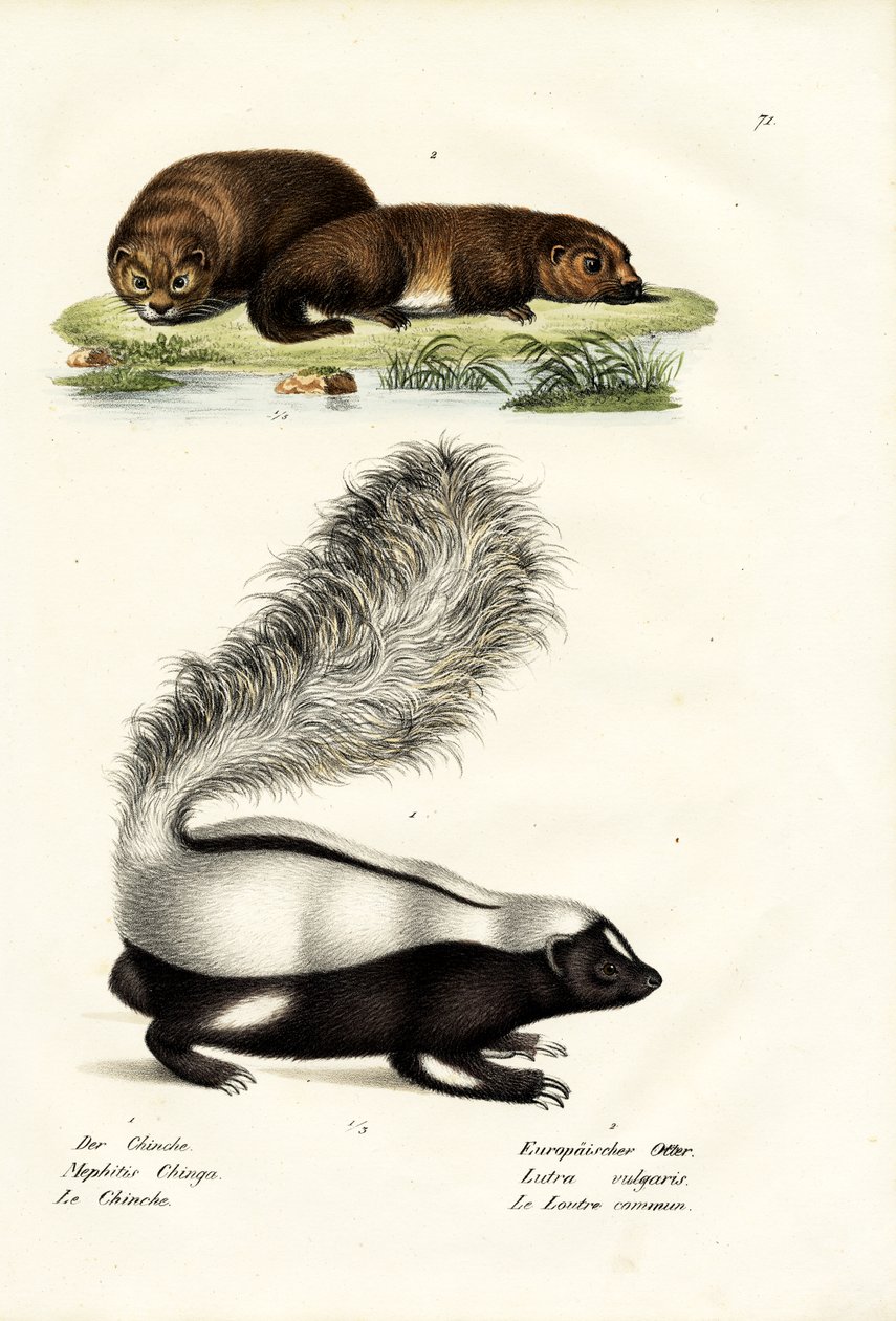 Jaritaca-de-nariz-de-nariz de Molina, 1824 de Karl Joseph Brodtmann
