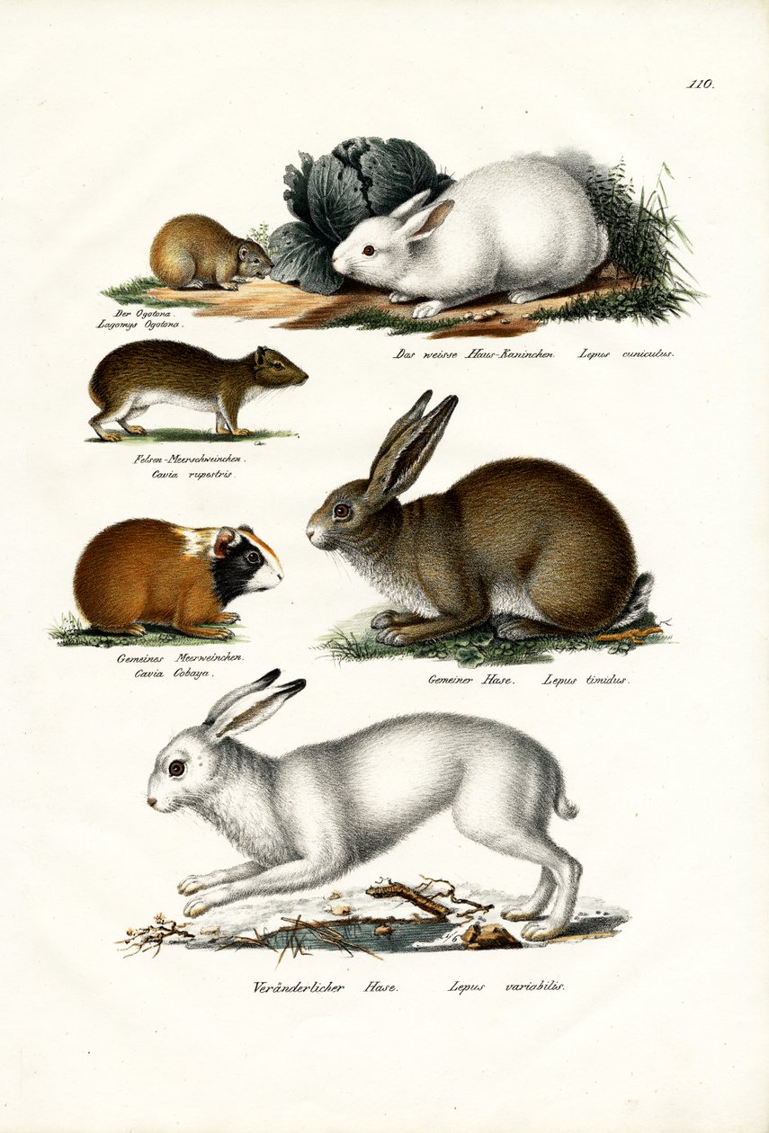 Ogotone Hare, 1824 de Karl Joseph Brodtmann