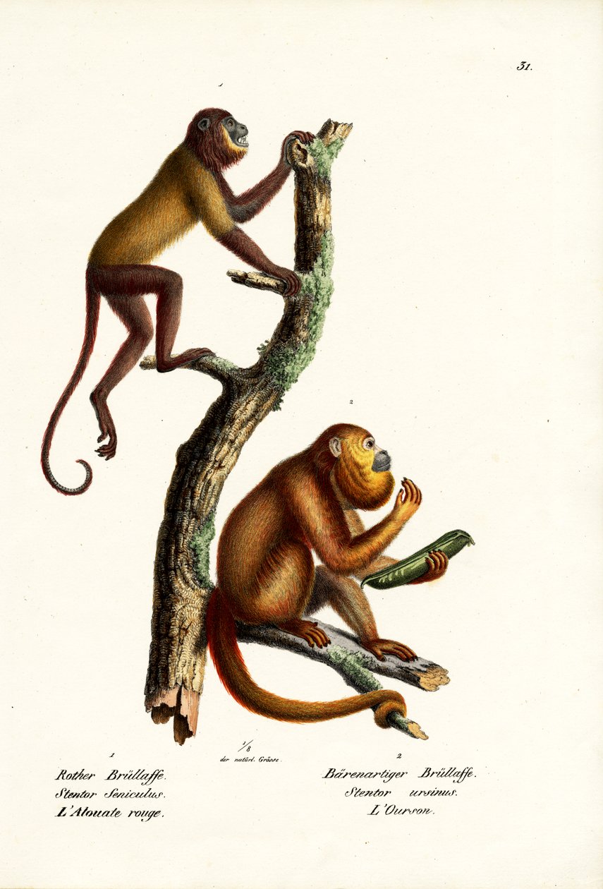 Macacos Vermelhos, 1824 de Karl Joseph Brodtmann