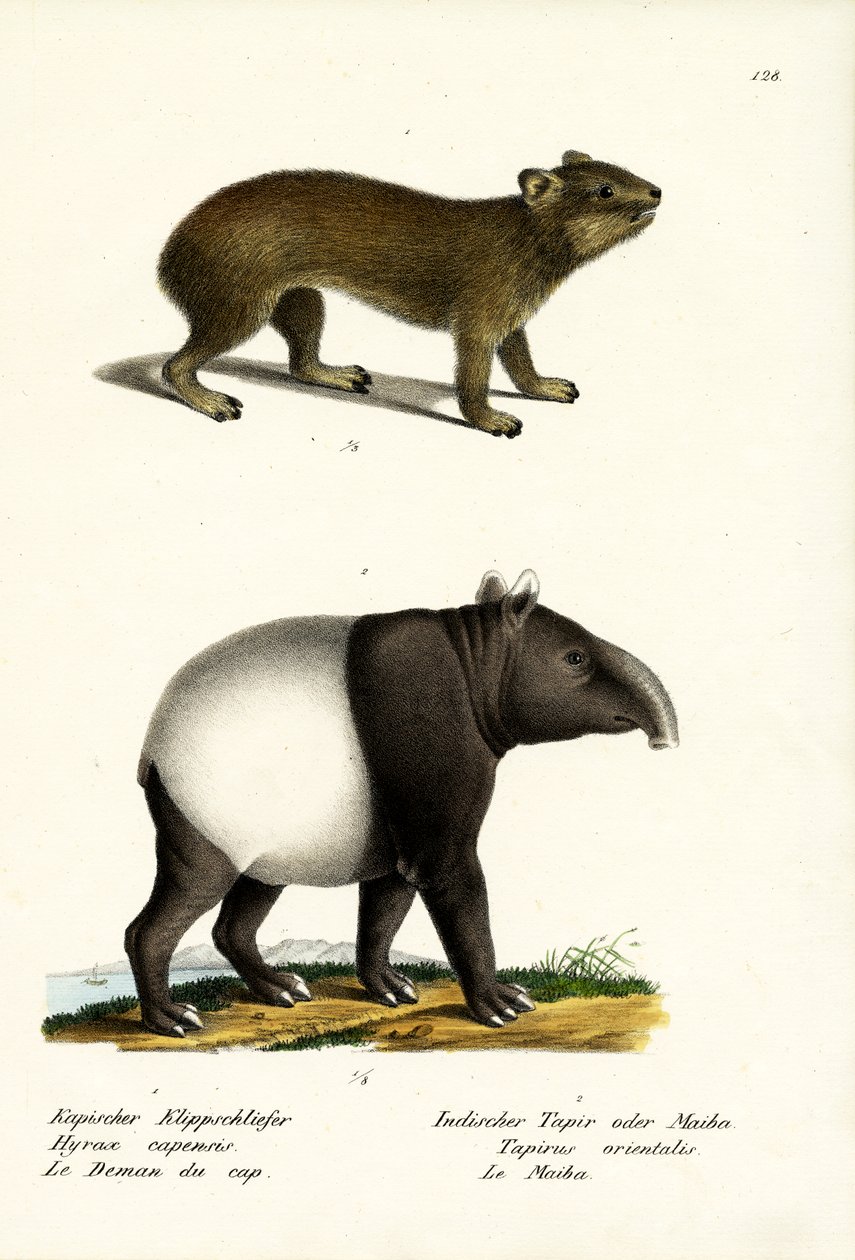 Rock Hyrax, 1824 de Karl Joseph Brodtmann