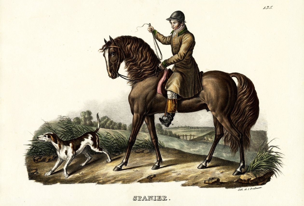 Cavalo Caçador Espanhol, 1824 de Karl Joseph Brodtmann
