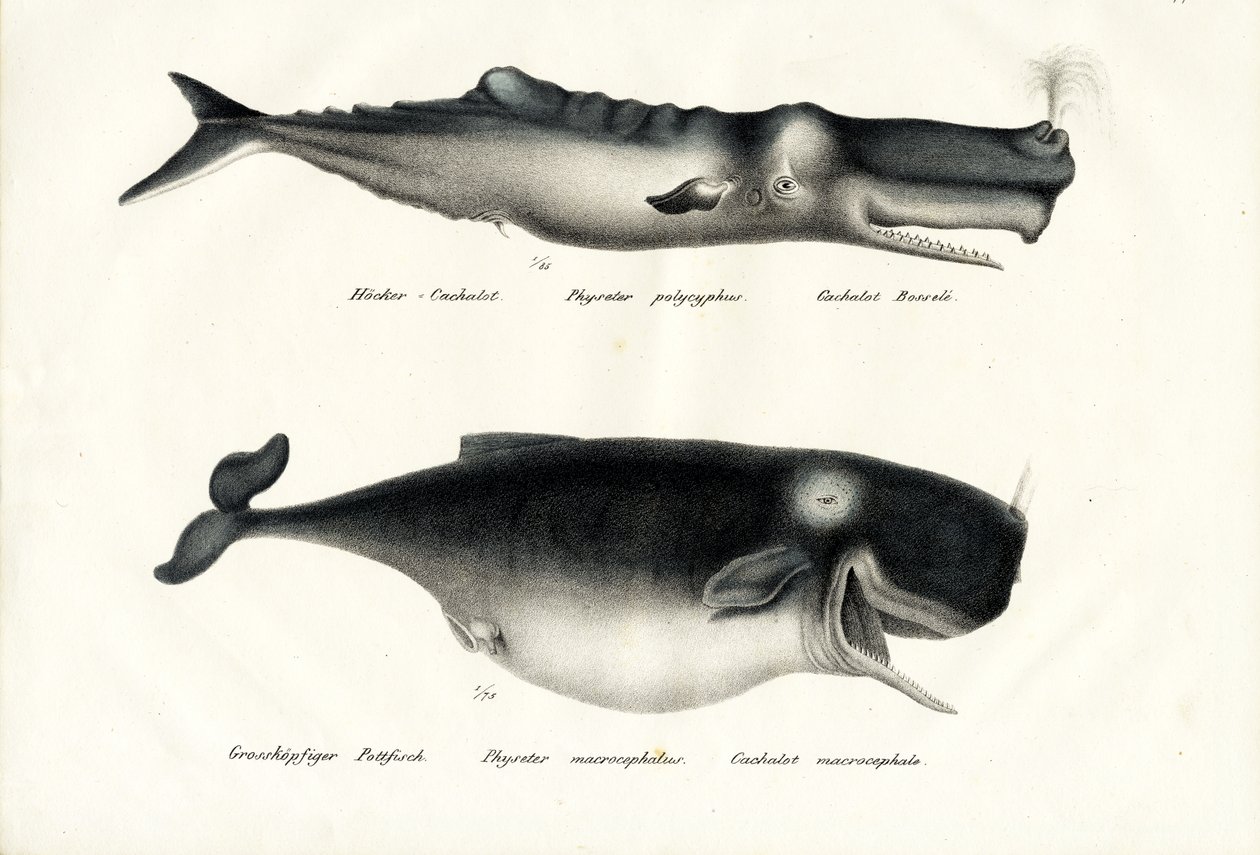 Baleias de esperma, 1824 de Karl Joseph Brodtmann