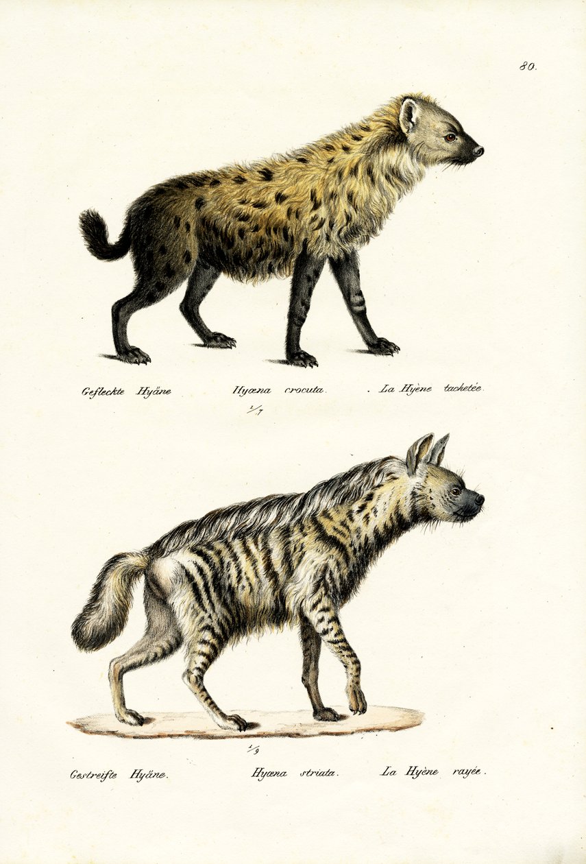 Hyaena manchada, 1824 de Karl Joseph Brodtmann