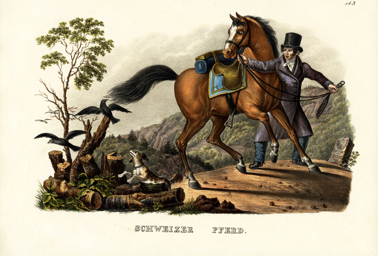 Cavalo suíço, 1824 de Karl Joseph Brodtmann