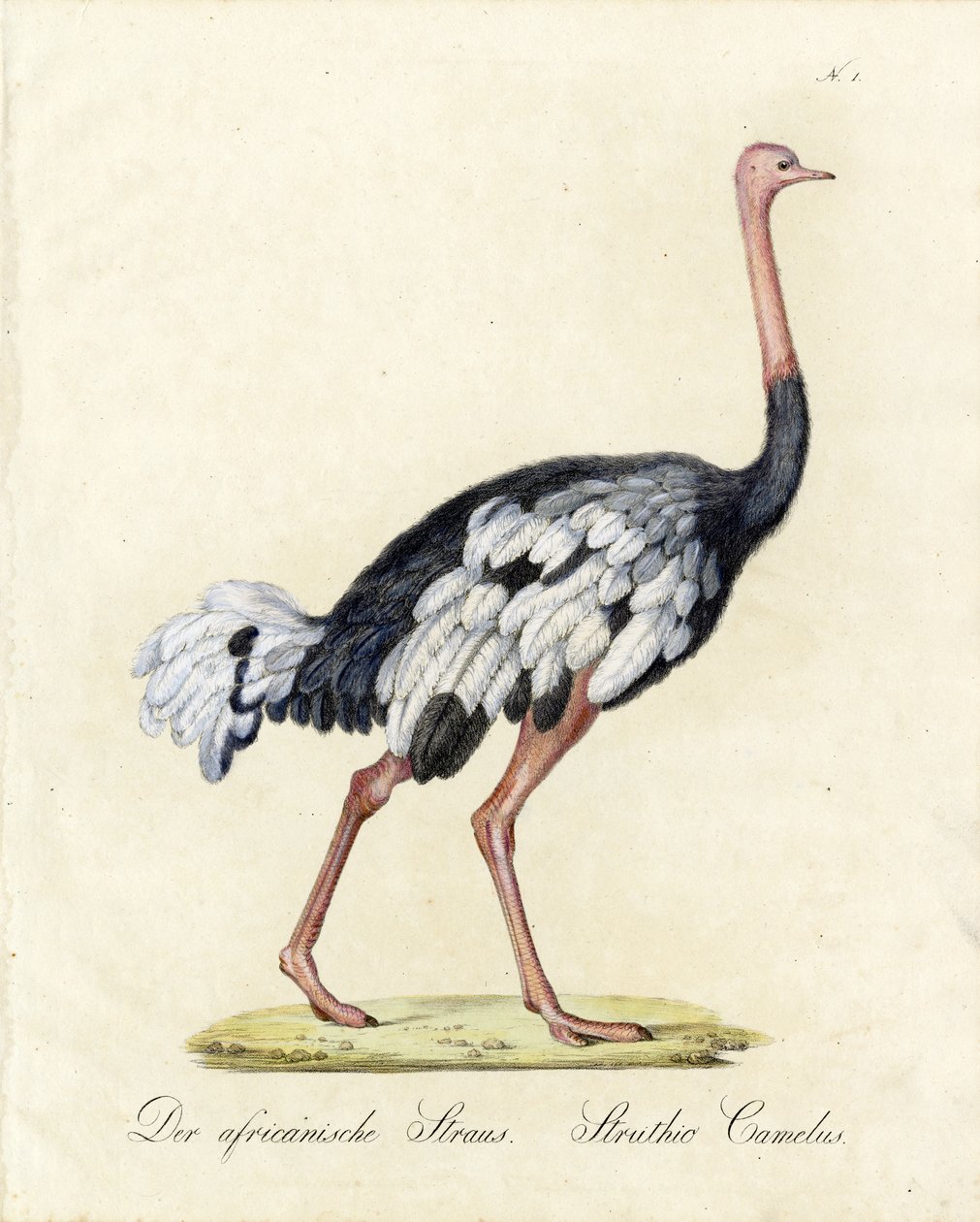  de Karl Joseph Brodtmann