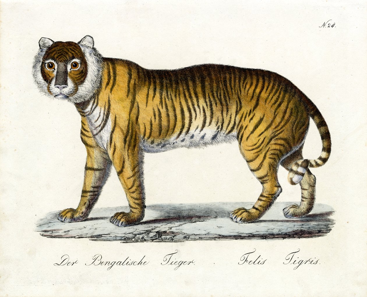 O Tigre de Bengala (impressão) de Karl Joseph Brodtmann