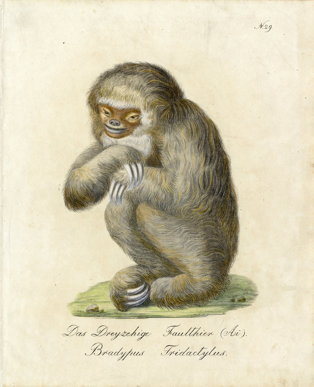 Preguiça de três dedos (impressão) de Karl Joseph Brodtmann