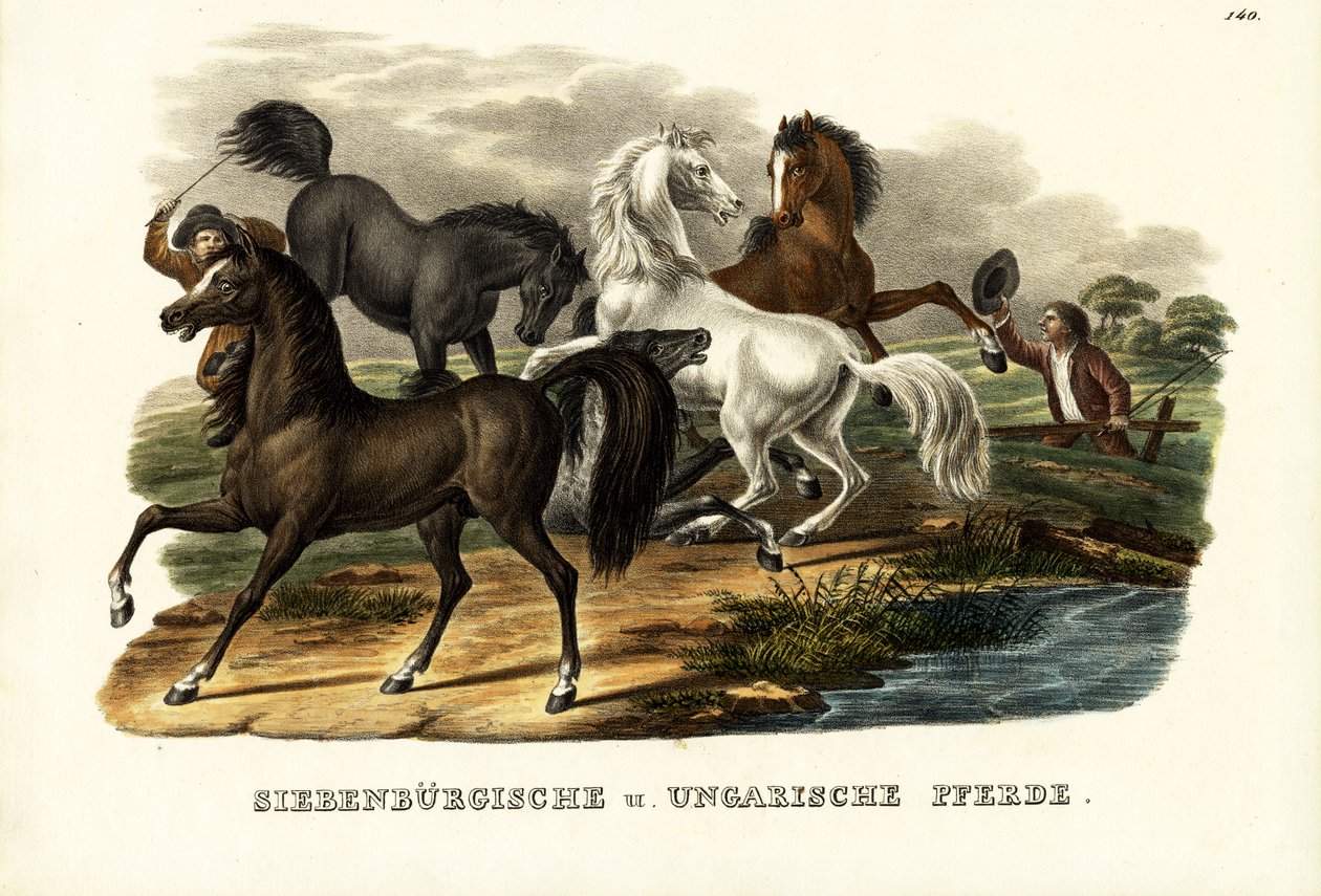 Cavalos da Transilvânia e Húngaro, 1824 de Karl Joseph Brodtmann
