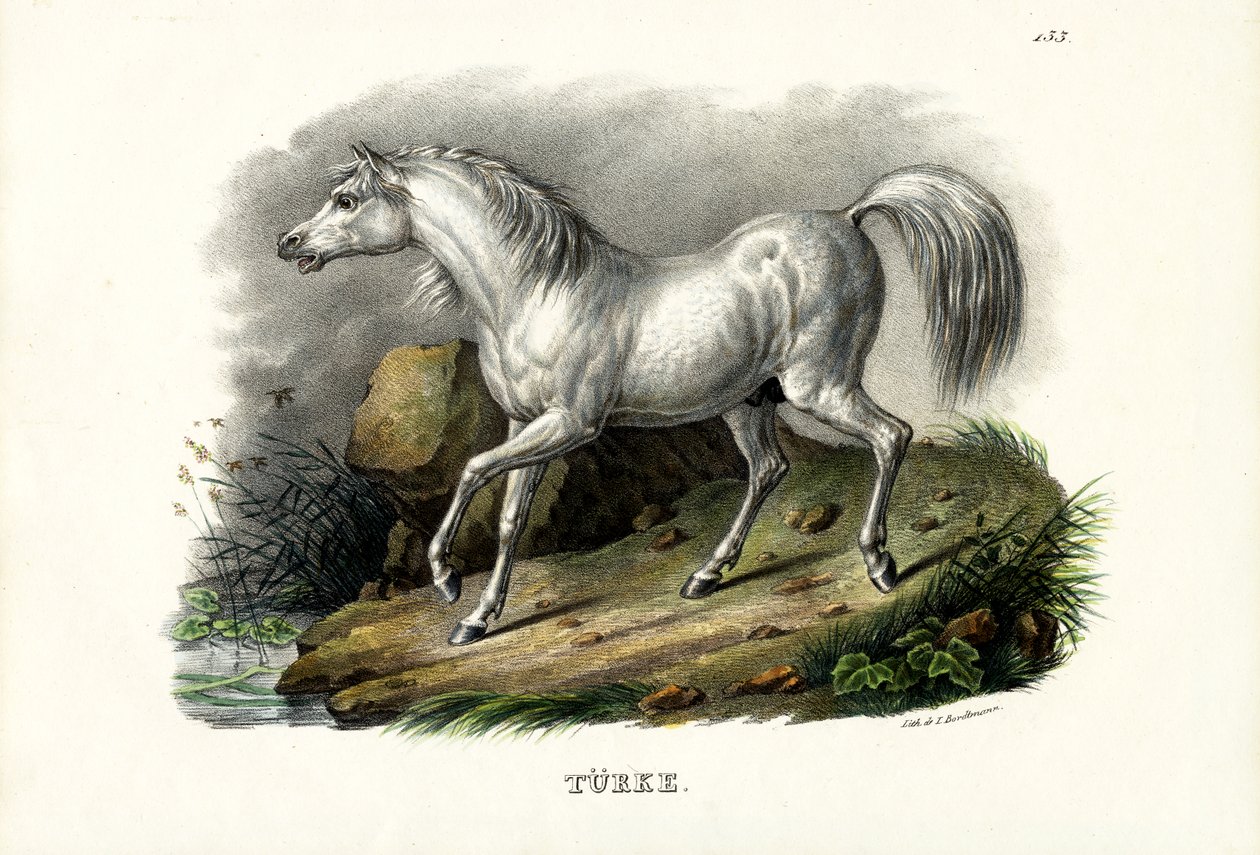 Cavalo turco, 1824 de Karl Joseph Brodtmann