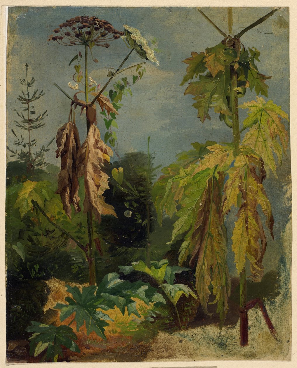 Estudo do Hemlock de Karl Ludwig Seeger