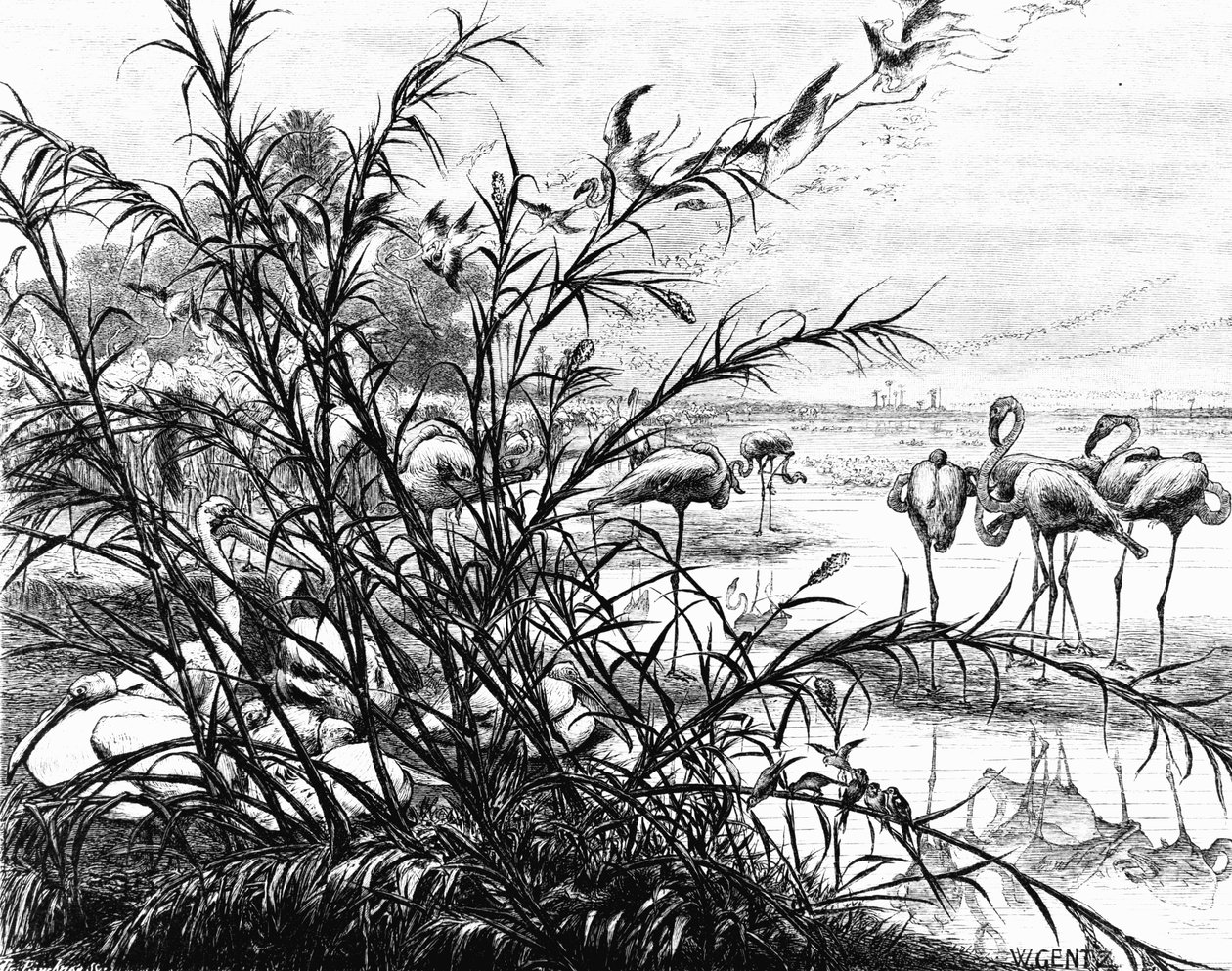 Um parlamento dos pássaros no lago Menaleh, 1880 de Karl Wilhelm Gentz