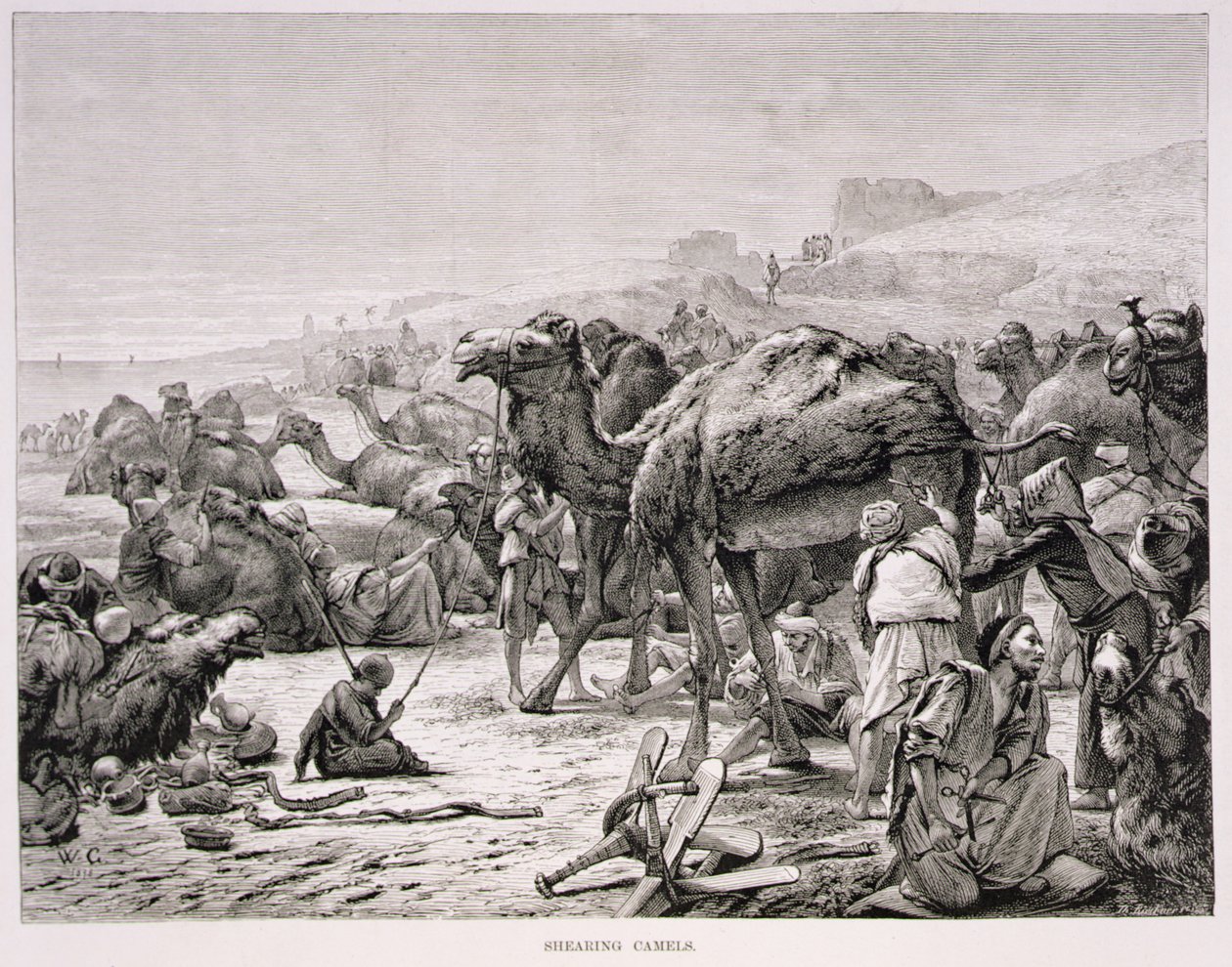Tosquiando camelos de Karl Wilhelm Gentz