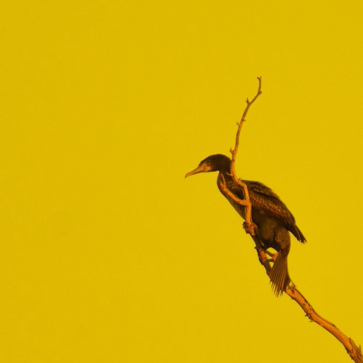 Hanging On (olhando para a esquerda) de Katha Wood